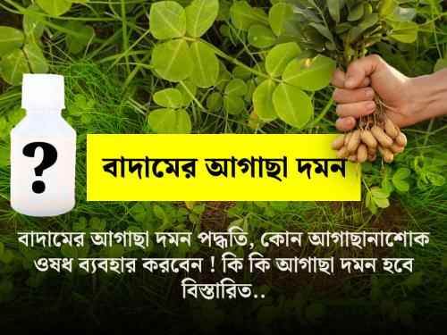 Weed Control Methods in Peanut Crop (Complete Guide)