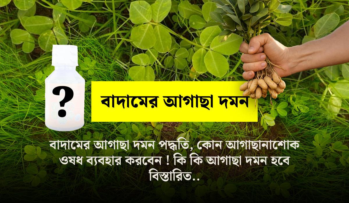 Weed Control Methods in Peanut Crop (Complete Guide)