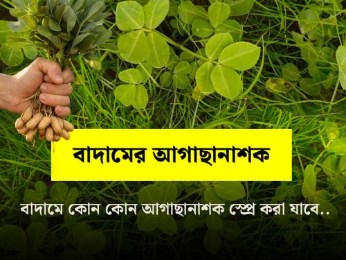 Effective Herbicides for Weed Management in Groundnut (Peanut)