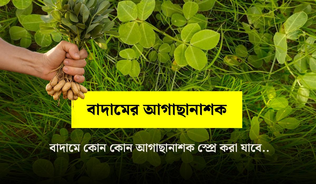 Effective Herbicides for Weed Management in Groundnut (Peanut)
