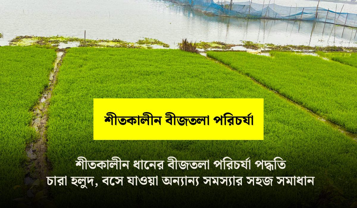 Winter rice seedbed care methods: Simple solutions to cold, fog and other problems