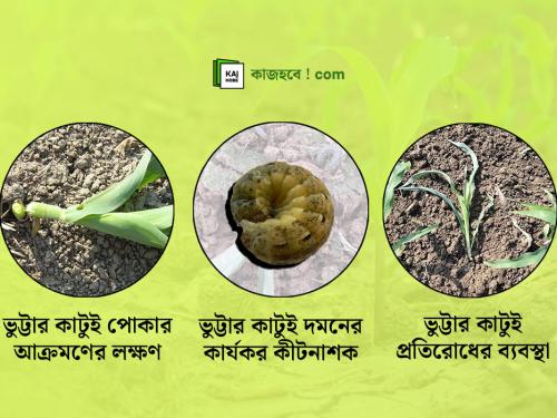 Corn borer control: Symptoms, prevention and guidelines for using effective pesticides