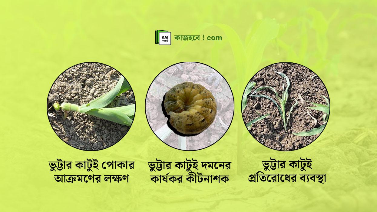Corn borer control: Symptoms, prevention and guidelines for using effective pesticides