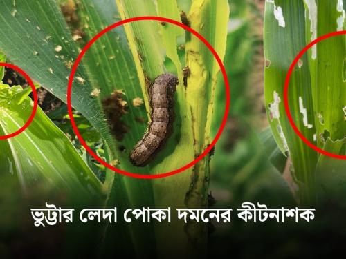 🌽 Corn borer attack, symptoms and control methods