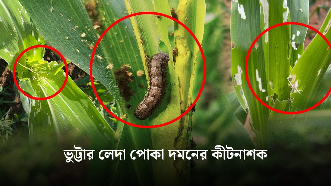🌽 Corn borer attack, symptoms and control methods