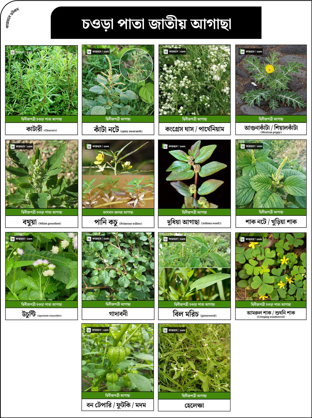 Broadleaf weeds