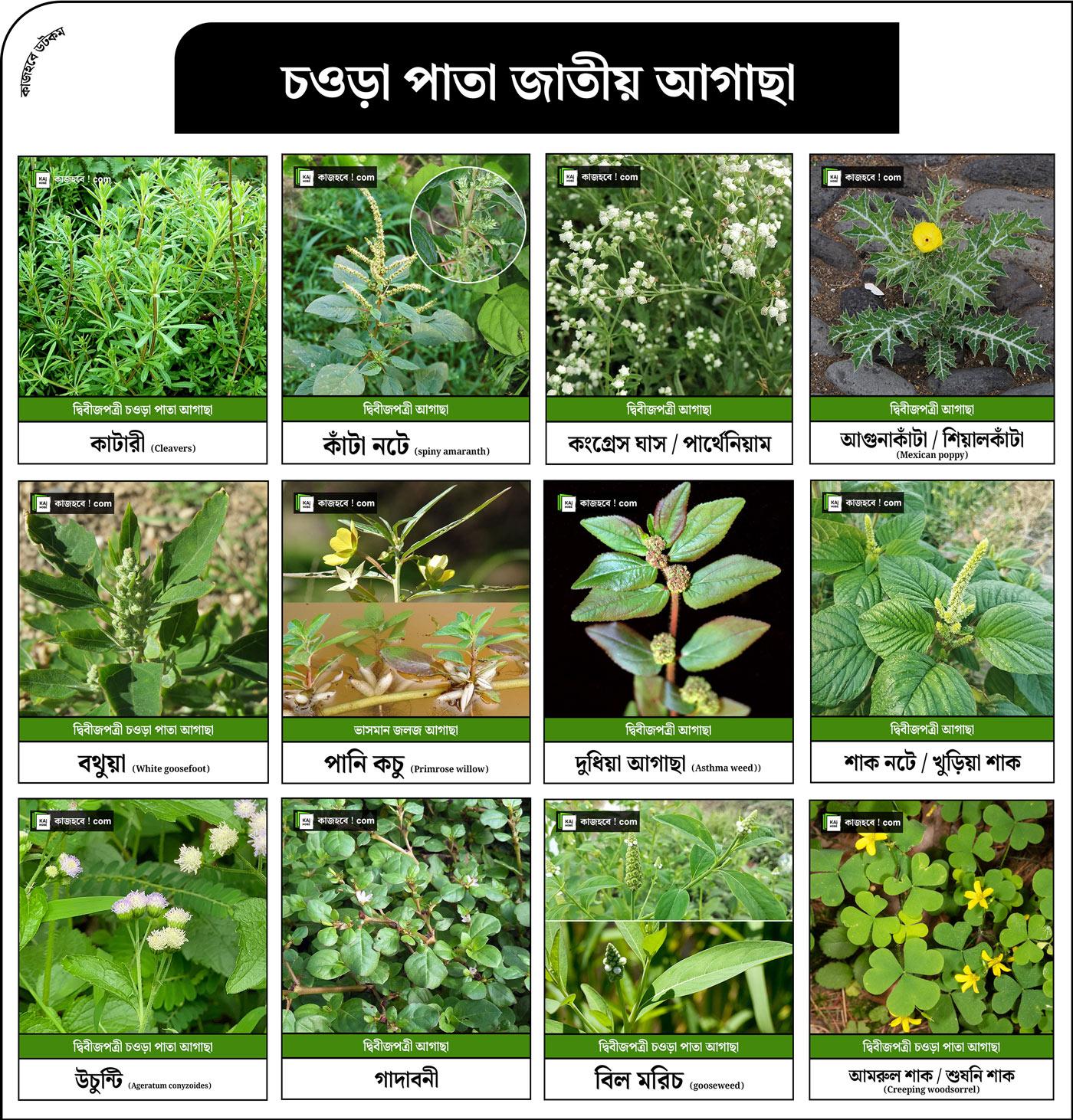 চওড়া-পাতা-জাতীয়-আগাছা