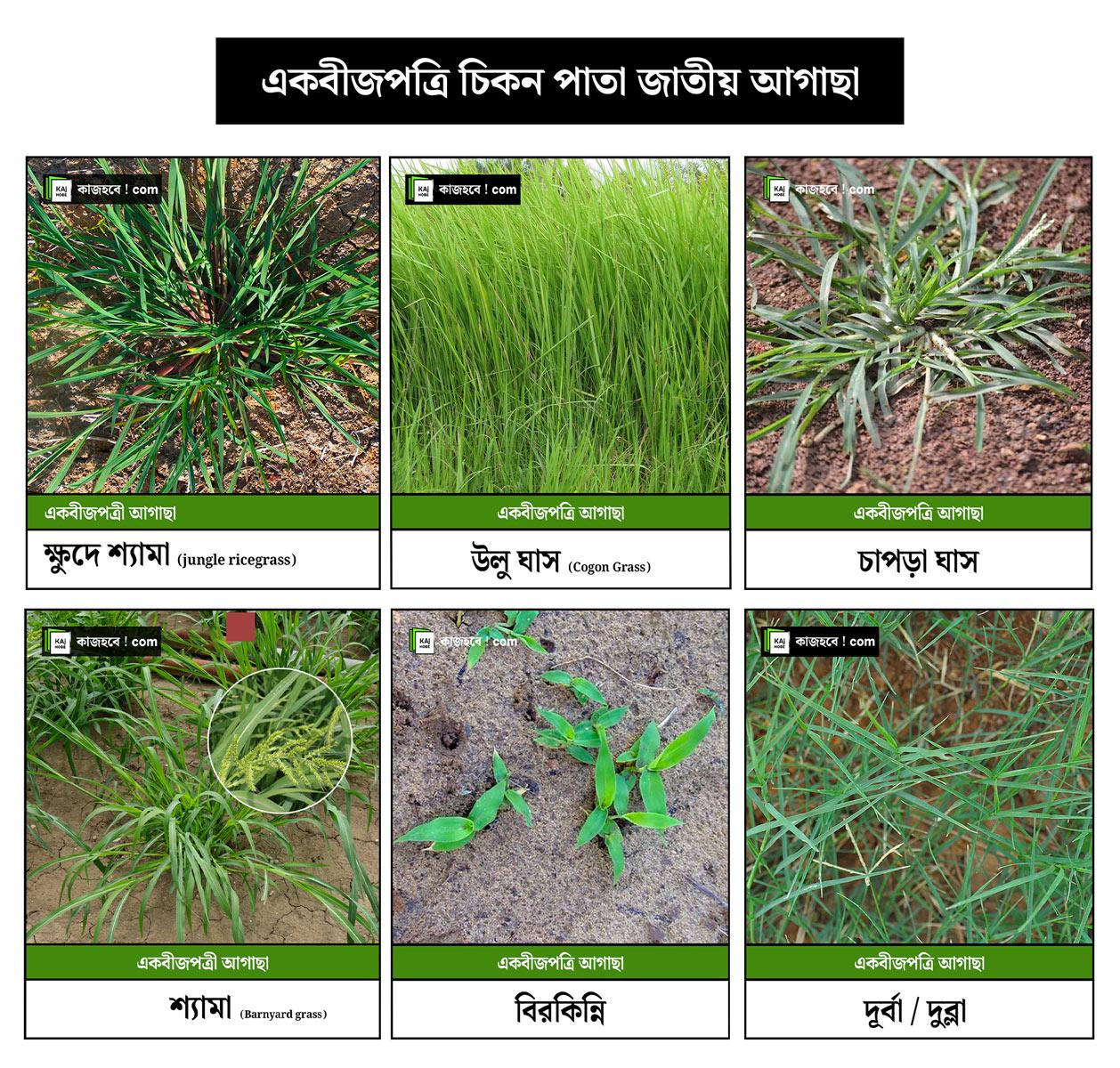 One-seeded thin-leaf weed