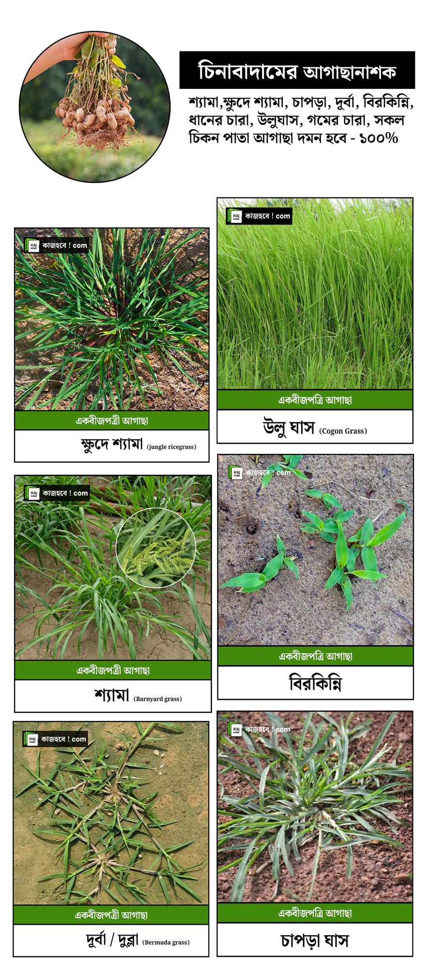 ekbeejptri-cikn-pata-agacha-01.jpg