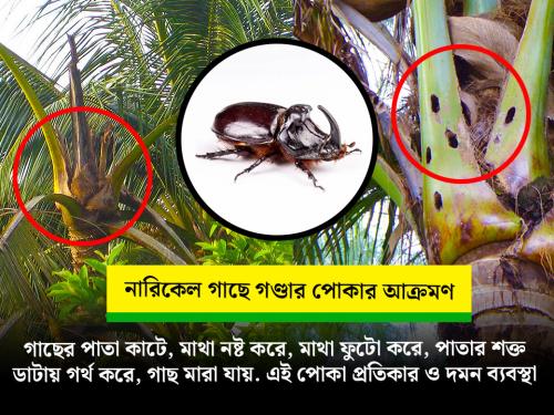 The Deadly Enemy of Coconut Trees: Rhinoceros Beetle – Complete Guide on Identification, Damage, and Control