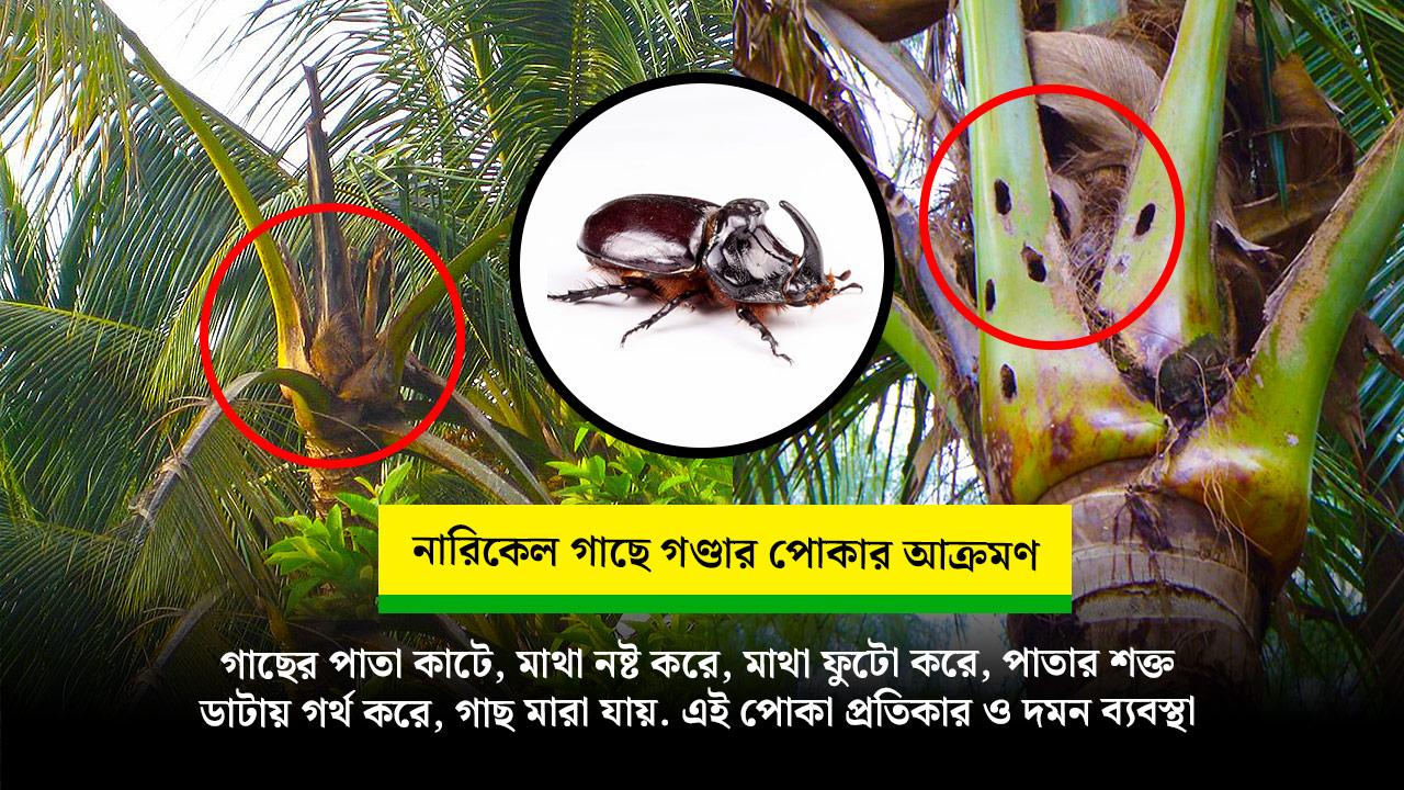 The Deadly Enemy of Coconut Trees: Rhinoceros Beetle – Complete Guide on Identification, Damage, and Control